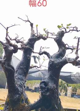 漂亮年功熟桩金弹子，上盆桩。漂亮，有喜欢赶紧下单