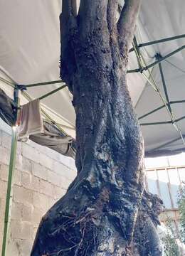 新鲜大货金弹子纹路老桩，看上速度