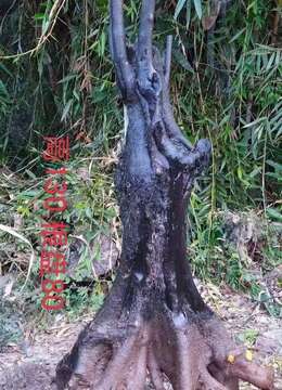 金弹子生桩金弹子→长阳金弹子怪桩