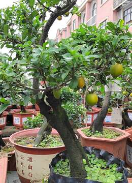 早春季节养盆景，老鸦柿是首选，价格便宜，还能结出红果子