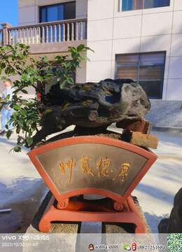 金弹子网◆疙瘩包金弹子雌桩◆