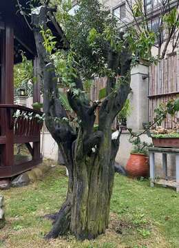 金弹子下山桩金弹子◇襄阳金弹子盆景