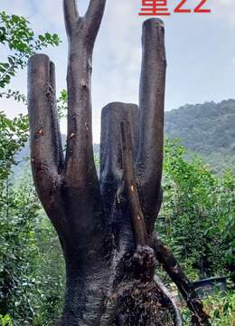 新鲜金弹子，看上速度