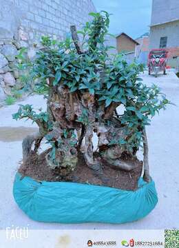 野桂花漂亮大庄熟装