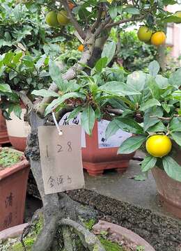 金弹子如何种植，你了解多少？