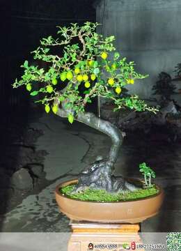 盆长50  根盘40   坨24   坨高13   带盆高度95   小叶血红