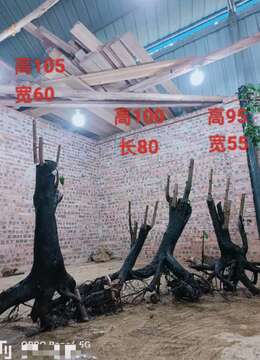 刚刚出土的金弹子熟货练手桩！喜欢的来聊聊