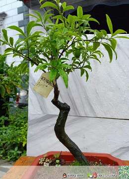 老板们喜欢金蛋子抓紧时间我这里全部放漏价格，一盆都不留，都是将本钱卖，本人不想做这个行业了