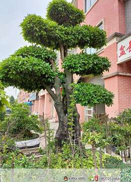 全冠年功熟桩金弹子，别墅庭院首选，有喜欢赶紧下单