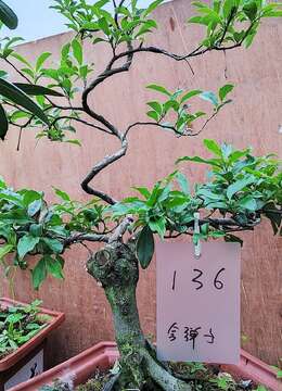 虬枝劲节136号树桩盆景金弹子不直播放漏的金弹子小品