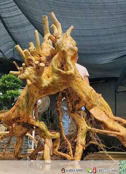 金弹子盆景价格金弹子批发价格