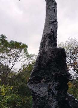 漂亮熟桩金弹子。大地景，有喜欢赶紧下单