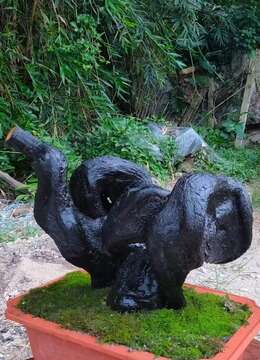 金弹子熟桩金弹子怎么卖