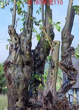 金弹子熟桩血红金弹子