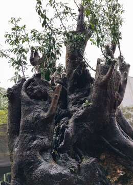 金弹子下山桩☆丛林金弹子小品∨