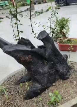 金弹子熟桩喜欢的老板联系