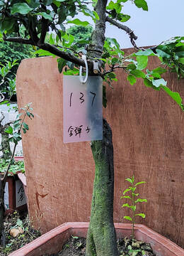 136号树桩金弹子养护造型中尚未成型金弹子盆景可按个人喜好修剪造型