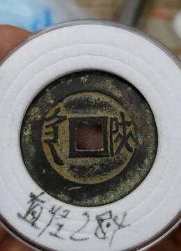 金弹子网金弹子血红