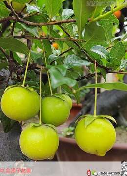 老鸦柿生桩可以嫁接吗