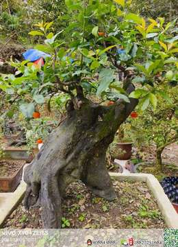 金弹子盆景价格金弹子¤济南金弹子熟桩