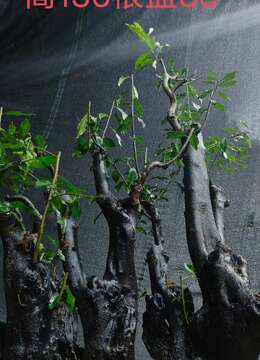 漂亮大桩。几年大熟桩金弹子，有喜欢赶紧下单，