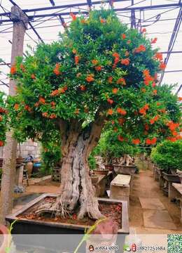 有实力的老板看过来了，重量级的石榴老桩