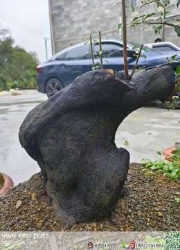 金弹子生桩金弹子苏派