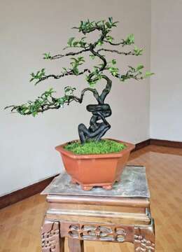 金弹子下山桩↘丛林金弹子出售☆