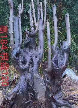 金弹子下山桩※通派金弹子批发↘