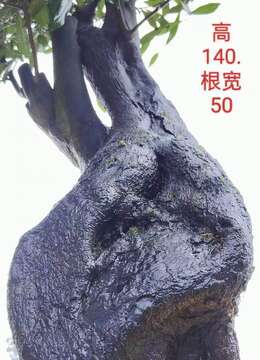 漂亮大货金弹子，熟桩，有喜欢赶紧下单