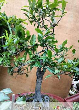 金弹子熟桩精美金弹子基地