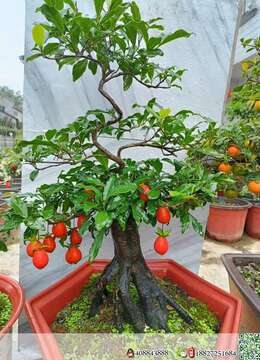 金弹子老桩传统金弹子批发价格