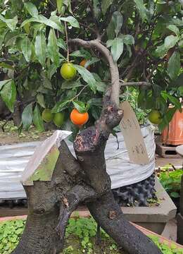 金弹子盆景送礼四季果金弹子