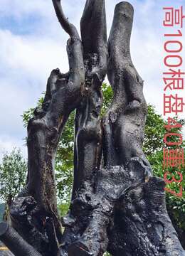 刚刚下山新鲜，漂亮母桩金弹子，有喜欢赶紧下单