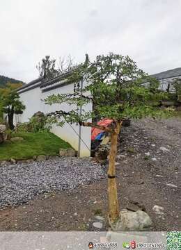 金弹子网血红金弹子在哪有卖的