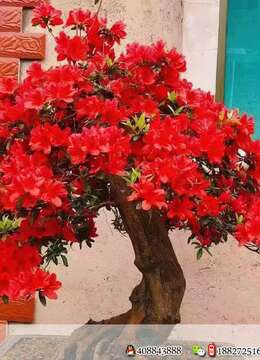 金弹子盆景价格Θ树疙瘩金弹子Θ