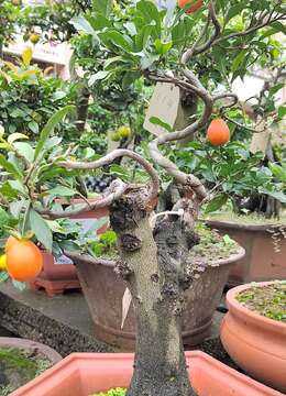 这么照顾，养一盆金弹子，长势更好，带你了解一下，一起看看