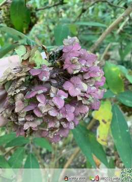 绣球八仙花地景