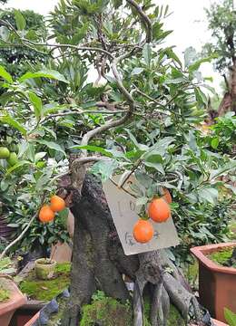 金弹子盆景起源哪里？它有哪些特点？为什么金弹子被大家所喜爱？