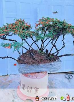 熟装漂亮丛林荀子