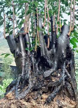 漂亮矮霸大丛林金弹子熟桩，看上速度