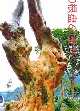 刚刚下山新鲜，漂亮紫薇老桩，有喜欢赶紧下单