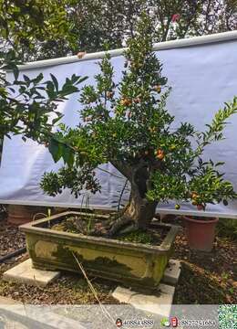 金弹子老桩宜昌金弹子地景买卖价格