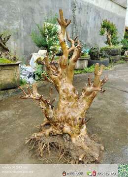 紫薇盆景桩七十斤左右