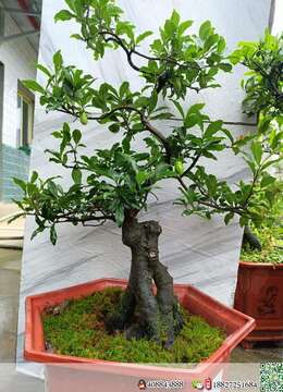 大哥们喜欢金蛋子抓紧时间我这里全部放漏价格，一盆都不留，都是将本钱卖，本人不想做这个行业了