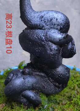 两个坨坨，看上联系