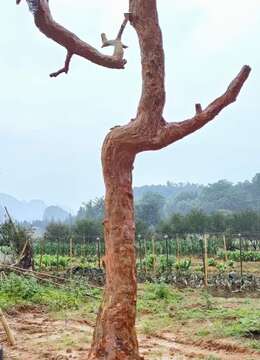 刚回来一个超级大货红花紫微怪桩，看上联系