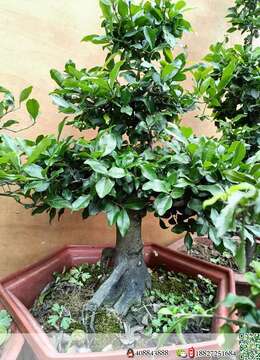 金弹子老桩文人金弹子买卖价格