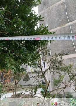 雀舌黄杨庭院地栽树