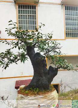 金弹子原生母，基粗39，高102